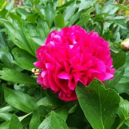 Bed & Breakfast Moulin Pont Vieux D'hotes Mortagne-sur-Sevre